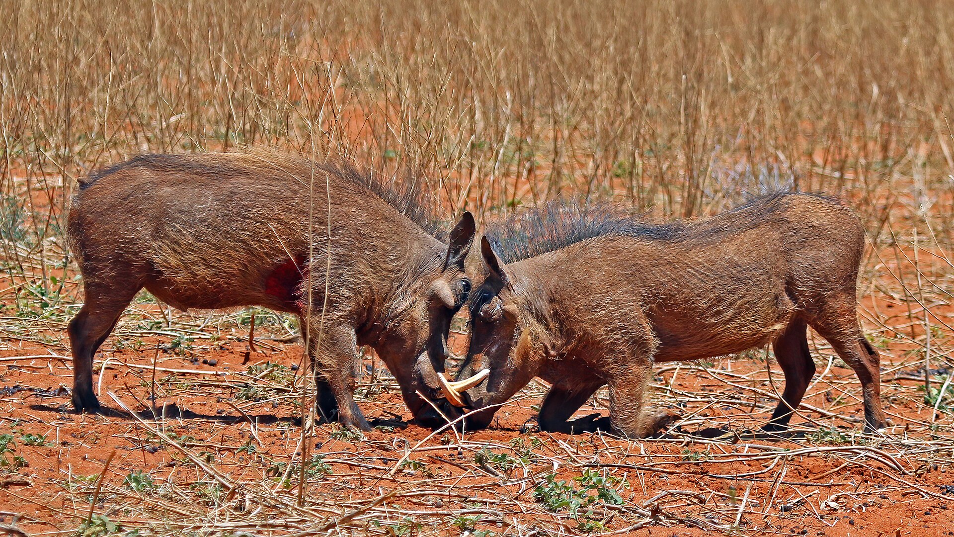 Молодые африканские бородавочники в Tswalu Kalahari Reserve